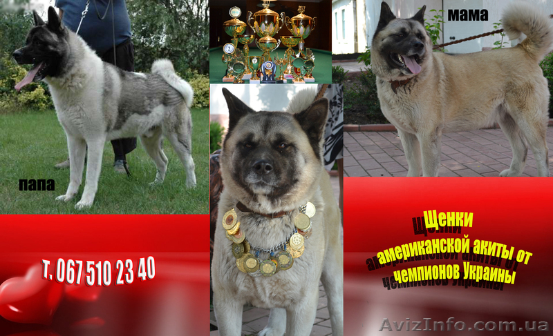 Щенки американской Акиты от чемпионов Украины (FCI) - <ro>Изображение</ro><ru>Изображение</ru> #1, <ru>Объявление</ru> #948316