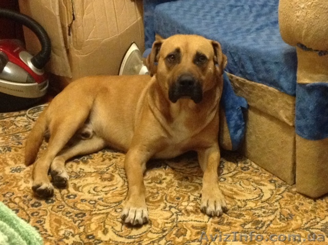 Найдена собака! г. николаев - <ro>Изображение</ro><ru>Изображение</ru> #1, <ru>Объявление</ru> #955746