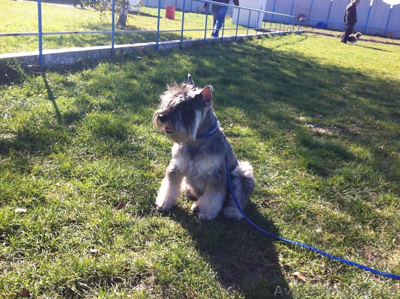 цвергшнауцер окрас перец с солью предлагается для вязки - <ro>Изображение</ro><ru>Изображение</ru> #1, <ru>Объявление</ru> #987206