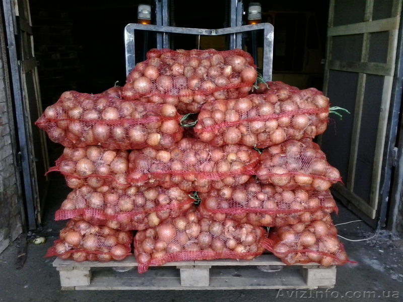 продажа лука репчатого - <ro>Изображение</ro><ru>Изображение</ru> #1, <ru>Объявление</ru> #1017767