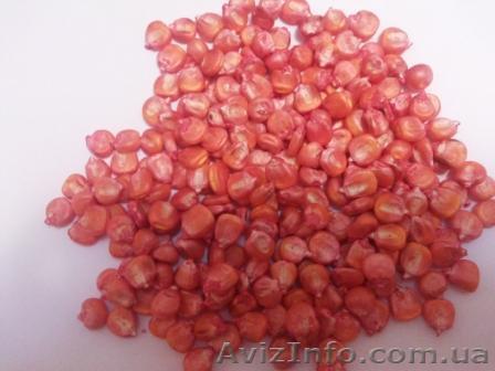 продам семена гибридов F1 кукурузы - <ro>Изображение</ro><ru>Изображение</ru> #1, <ru>Объявление</ru> #1036135