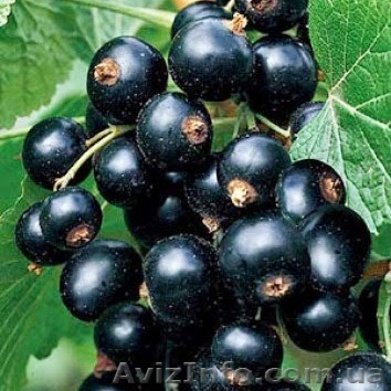 Смородина Тизел купить саженцы (Tisel Blackcurrant) - <ro>Изображение</ro><ru>Изображение</ru> #1, <ru>Объявление</ru> #1045955
