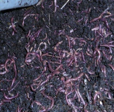 черви и медведка - <ro>Изображение</ro><ru>Изображение</ru> #1, <ru>Объявление</ru> #1056309