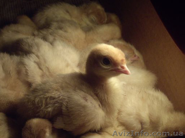 Продам индюшат кросс биг-6 - <ro>Изображение</ro><ru>Изображение</ru> #1, <ru>Объявление</ru> #1082172