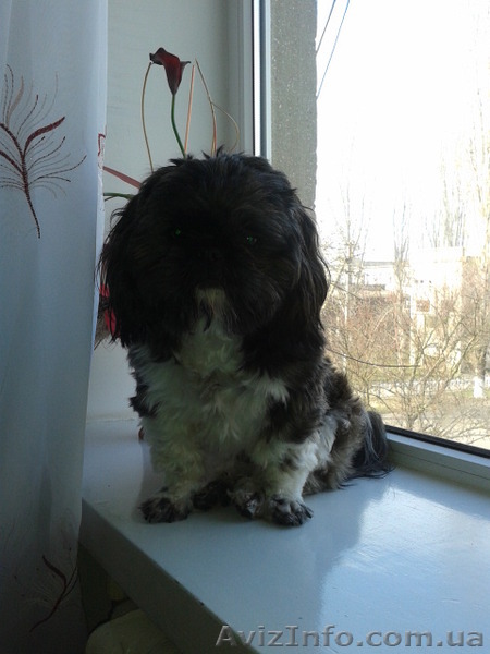 Потерялась собака. вознаграждение!!! - <ro>Изображение</ro><ru>Изображение</ru> #1, <ru>Объявление</ru> #1137180