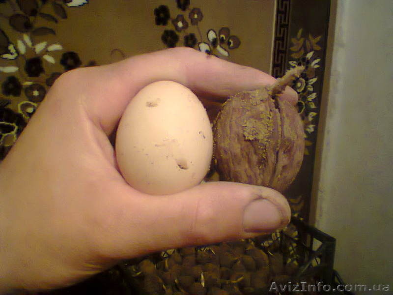 Пподам саженцы грецкого ореха (осень 2014 г.) - <ro>Изображение</ro><ru>Изображение</ru> #1, <ru>Объявление</ru> #1161978