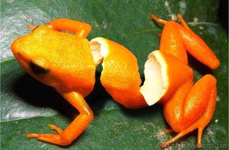 Фотошоп. Курсы в Николаеве. - <ro>Изображение</ro><ru>Изображение</ru> #1, <ru>Объявление</ru> #1159490