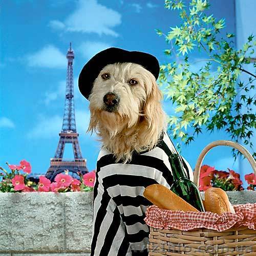 Французский. Курсы в Николаеве.  - <ro>Изображение</ro><ru>Изображение</ru> #1, <ru>Объявление</ru> #1160836