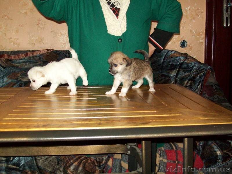 Подаю щенков болонок. - <ro>Изображение</ro><ru>Изображение</ru> #1, <ru>Объявление</ru> #1179596