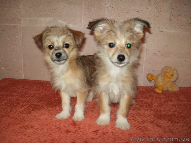 Щенки чихуахуа 3,5 мес - <ro>Изображение</ro><ru>Изображение</ru> #1, <ru>Объявление</ru> #1206463