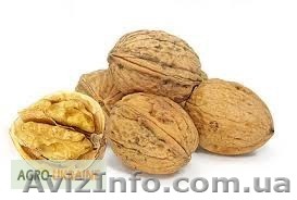 Продаю ореховую скорлупу - <ro>Изображение</ro><ru>Изображение</ru> #1, <ru>Объявление</ru> #1201787