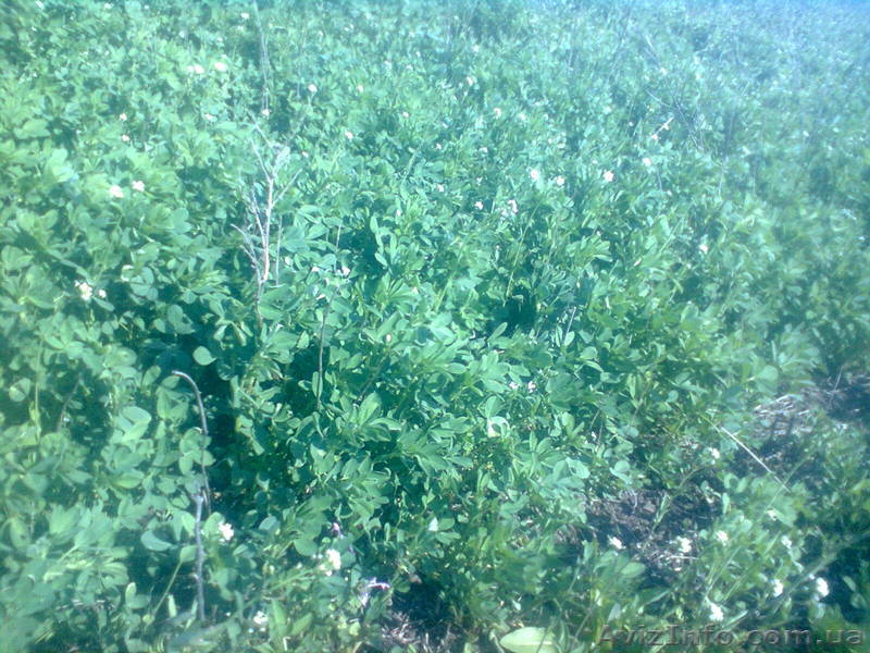 сено люцерны 2015г Николаев - <ro>Изображение</ro><ru>Изображение</ru> #1, <ru>Объявление</ru> #1268015