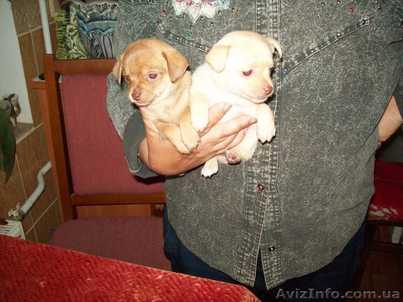 Щенки МИНИ той - терьера - <ro>Изображение</ro><ru>Изображение</ru> #1, <ru>Объявление</ru> #1150412