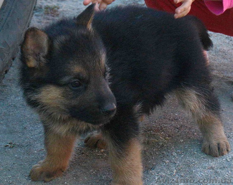 хорошие Щенки немецкой овчарки - <ro>Изображение</ro><ru>Изображение</ru> #1, <ru>Объявление</ru> #1305489