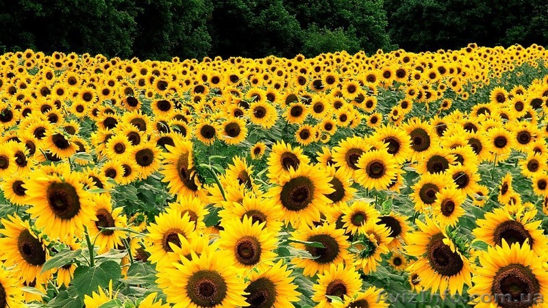 Куплю подсолнечник оптом по Украине - <ro>Изображение</ro><ru>Изображение</ru> #1, <ru>Объявление</ru> #1319992