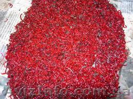 мотыль оптом и в розницу - <ro>Изображение</ro><ru>Изображение</ru> #1, <ru>Объявление</ru> #1347964