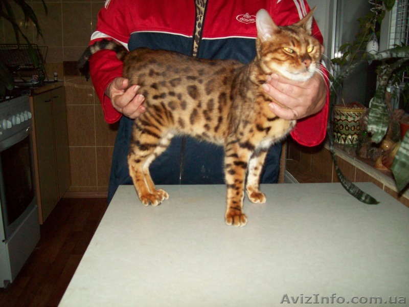  Бенгалы на вязку. (два кота. )  - <ro>Изображение</ro><ru>Изображение</ru> #1, <ru>Объявление</ru> #1372429