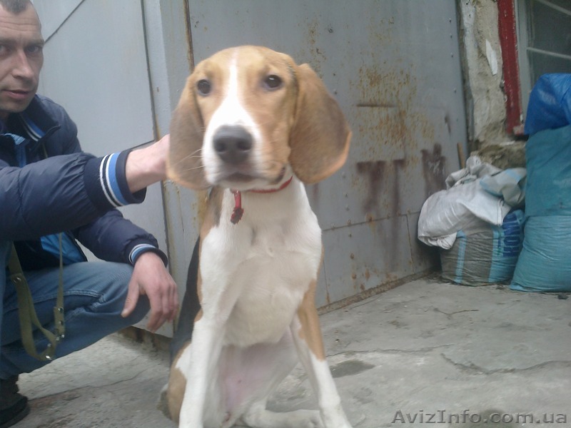 Продаю Русскую пегую гончую - <ro>Изображение</ro><ru>Изображение</ru> #1, <ru>Объявление</ru> #1396291