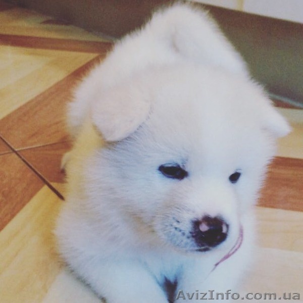 Щенки Акита-Ину белого окраса. - <ro>Изображение</ro><ru>Изображение</ru> #1, <ru>Объявление</ru> #1401831