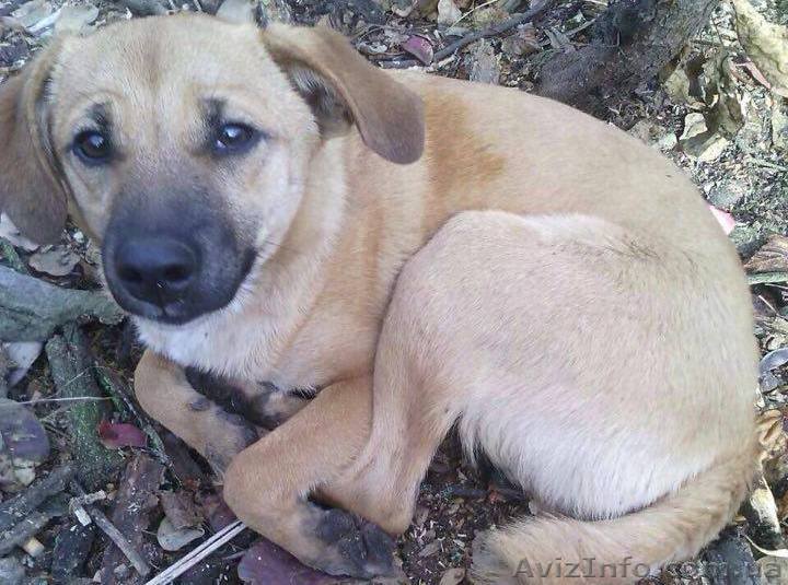 Помогите найти собаку! - <ro>Изображение</ro><ru>Изображение</ru> #1, <ru>Объявление</ru> #1442702