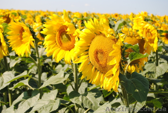 Насіння гібриду соняшника - Армагедон - <ro>Изображение</ro><ru>Изображение</ru> #1, <ru>Объявление</ru> #1503086