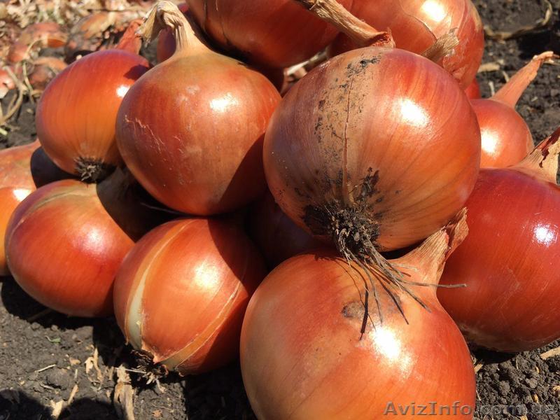 Лук репчатый 2016 г - <ro>Изображение</ro><ru>Изображение</ru> #1, <ru>Объявление</ru> #1503432