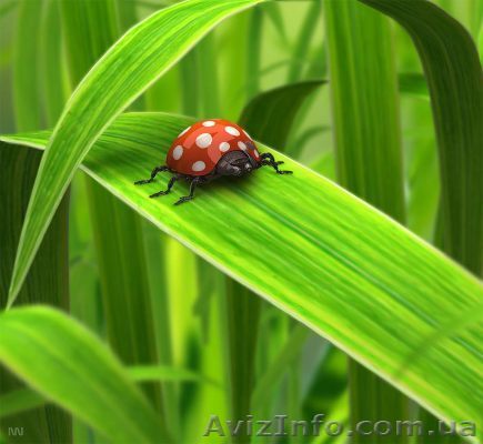 Подготовка к ВНО по биологии. УЦ Твой Успех - <ro>Изображение</ro><ru>Изображение</ru> #1, <ru>Объявление</ru> #1549569