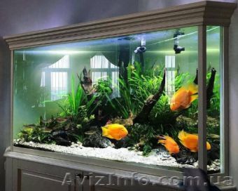 Обслуживание аквариумов,оформление,дизайн,чистка аквариума.  - <ro>Изображение</ro><ru>Изображение</ru> #1, <ru>Объявление</ru> #1610075