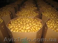 Тара под яблоко,перец,капусту,картошку,чеснок,лук,буряк  - <ro>Изображение</ro><ru>Изображение</ru> #1, <ru>Объявление</ru> #1626501