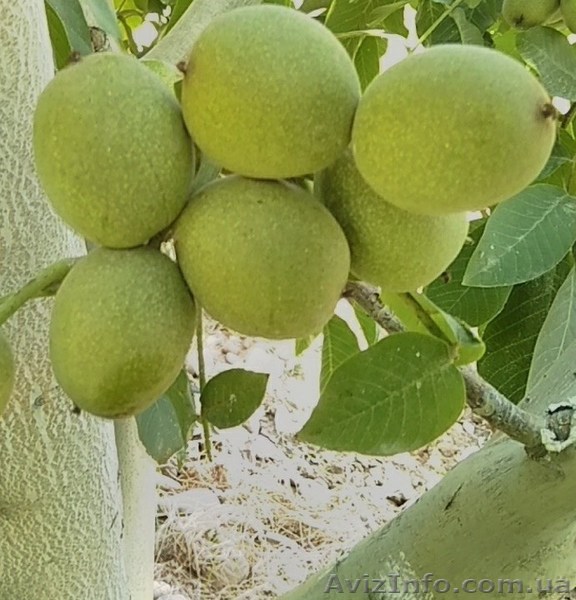 саженцы ореха (разные сорта) - <ro>Изображение</ro><ru>Изображение</ru> #1, <ru>Объявление</ru> #1632269