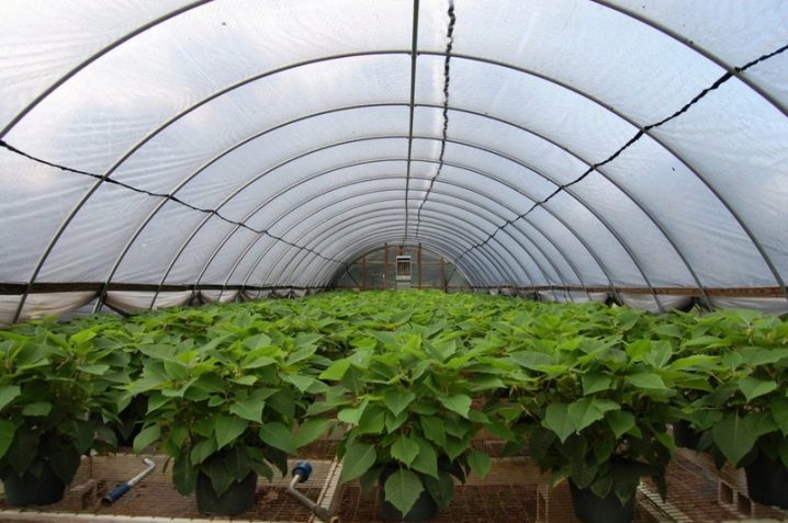 Пропонуємо до продажу тепличну плівку VATAN PLASTIK - <ro>Изображение</ro><ru>Изображение</ru> #1, <ru>Объявление</ru> #1720369