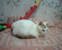 котенок маленький 3 месяца - <ro>Изображение</ro><ru>Изображение</ru> #2, <ru>Объявление</ru> #44902