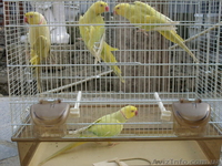 ОЖЕРЕЛОВЫЙ  ПОПУГАЙ САМЕЦ - <ro>Изображение</ro><ru>Изображение</ru> #1, <ru>Объявление</ru> #158544