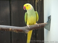 ОЖЕРЕЛОВЫЙ  ПОПУГАЙ САМЕЦ - <ro>Изображение</ro><ru>Изображение</ru> #3, <ru>Объявление</ru> #158544