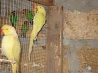 ОЖЕРЕЛОВЫЙ  ПОПУГАЙ САМЕЦ - <ro>Изображение</ro><ru>Изображение</ru> #2, <ru>Объявление</ru> #158544