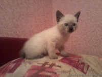 Продаю сиамских котят - <ro>Изображение</ro><ru>Изображение</ru> #2, <ru>Объявление</ru> #458798