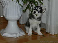 Лучший подарок и друг для всей семьй Сибирский Хаски - <ro>Изображение</ro><ru>Изображение</ru> #1, <ru>Объявление</ru> #1007992