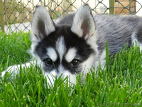 Лучший подарок и друг для всей семьй Сибирский Хаски - <ro>Изображение</ro><ru>Изображение</ru> #2, <ru>Объявление</ru> #1007992