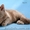 шотландские прямоухие котята - <ro>Изображение</ro><ru>Изображение</ru> #4, <ru>Объявление</ru> #54998