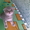 шотландские котята - <ro>Изображение</ro><ru>Изображение</ru> #3, <ru>Объявление</ru> #54740