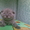 шотландские котята - <ro>Изображение</ro><ru>Изображение</ru> #4, <ru>Объявление</ru> #54740