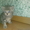 шотландские котята - <ro>Изображение</ro><ru>Изображение</ru> #2, <ru>Объявление</ru> #54740