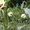 Семена лагенарии, санберри, бамии. - <ro>Изображение</ro><ru>Изображение</ru> #1, <ru>Объявление</ru> #180961