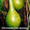 Семена лагенарии, санберри, бамии. - <ro>Изображение</ro><ru>Изображение</ru> #2, <ru>Объявление</ru> #180961