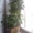 Декоративные растения - <ro>Изображение</ro><ru>Изображение</ru> #3, <ru>Объявление</ru> #311810