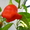 Семена перца комнатного Колокольчик - <ro>Изображение</ro><ru>Изображение</ru> #1, <ru>Объявление</ru> #159385