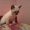 Продаю сиамских котят - <ro>Изображение</ro><ru>Изображение</ru> #3, <ru>Объявление</ru> #458798