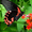 Салют из живых бабочек на свадьбу - <ro>Изображение</ro><ru>Изображение</ru> #4, <ru>Объявление</ru> #505293