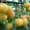 плодовые саженцы - <ro>Изображение</ro><ru>Изображение</ru> #8, <ru>Объявление</ru> #540701