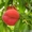 плодовые саженцы - <ro>Изображение</ro><ru>Изображение</ru> #4, <ru>Объявление</ru> #540701